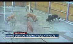 Dogs eat heroin at Denver doggy day care