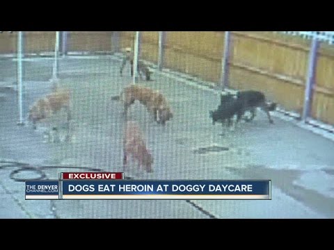 Dogs eat heroin at Denver doggy day care