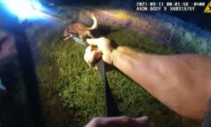 Video: Fla. K-9s Wounded by Fleeing Carjacking Suspect